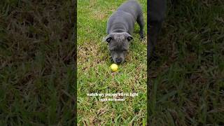 Staffy Puppy VS Lemon 🍋 bluestaffy dog englishstaffy [upl. by Lj649]