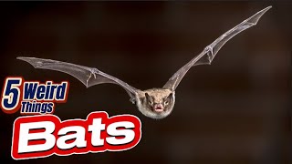 5 Weird Things  Bats [upl. by Erelia]