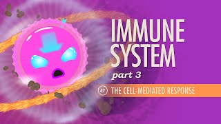 Immune System Part 3 Crash Course Anatomy amp Physiology 47 [upl. by Nelubez]