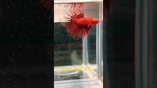 Super Red Crowntail Betta bettafish aquarium fish [upl. by Eillak]