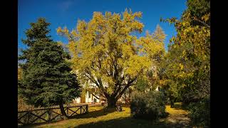 Il foliage dei Ginkgo Biloba di Villa Gandini [upl. by Yren]