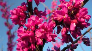 Oklahoma Redbud For Sale Online 180 [upl. by Catharine]