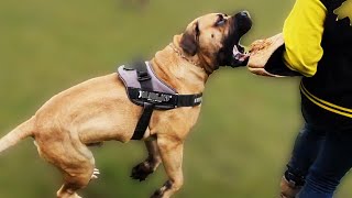 Boerboel Home Invasion Personal Protection Training [upl. by Nrubyar]