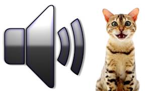 Cat Meowing  Sound Effect  Download [upl. by Dugas95]