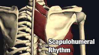 Biomechanics of scapulohumeral rhythm [upl. by Brinna]