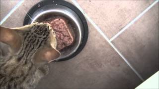 Kitten makes hilarious sounds while eating [upl. by Dieter]