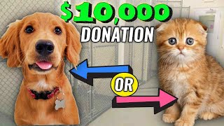 Should I donate 10000 to a dog or cat shelter you decide [upl. by Arotak]