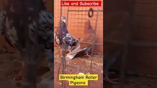 Birmingham Roller Pigeons [upl. by Annairol]