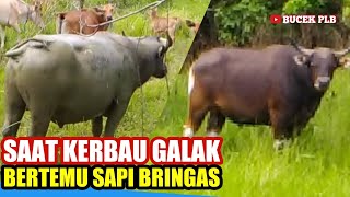 SAAT KERBAU GALAK BERTEMU SAPI BERINGAS [upl. by Suryc]