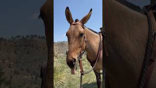 Horse Vs Mule Which is better Let’s hear it 😊 horse mule horses mules [upl. by Rayner]