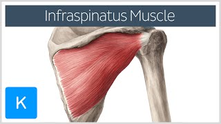 Infraspinatus Muscle  Origin Insertion amp Function  Human Anatomy  Kenhub [upl. by Anahir]