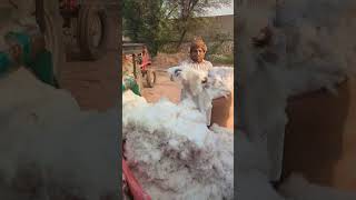 Cotton ginning at chadru [upl. by Najram]