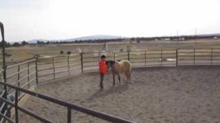 Horse Behavior Teach Your Pony to Follow You At Liberty [upl. by Aicelet910]