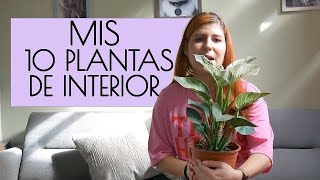 Plantas de SOMBRA de una principiante  decora tu HOGAR [upl. by Nilad]