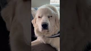 Skyler before Entropion surgery greatpyrenees doglover eyes shorts [upl. by Accemahs]