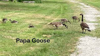 Papa Goose scary movie trailer [upl. by Ehrenberg]