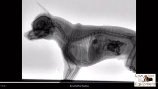 Veterinary Fluoroscopy  Watch the Swallow [upl. by Aseefan]