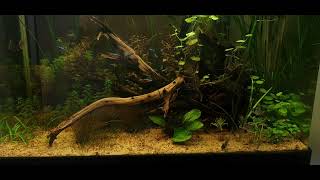 South America biotope [upl. by Bois]