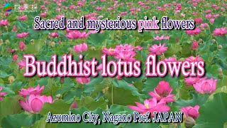 Sacred mysterious and healing pink lotus flowers bloom in Azumino City Nagano Prefecture Japan [upl. by Cire]