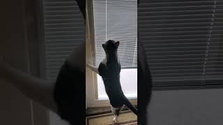 He does this when he wants to go outside 🤣 cat [upl. by Libbna]