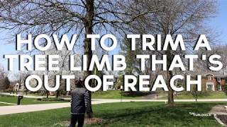 How to cut tree limbs that are too high to reach [upl. by Barnard963]