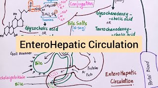 Enterohepatic Circulation of Bile Salts [upl. by Johansen]