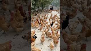 The chickens are very healthy chickenlife chickenfarming farming [upl. by Mellman]