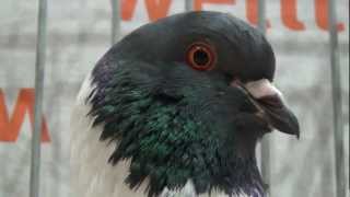 german modena fancy pigeon [upl. by Storfer]