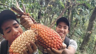 Lucky To Eat😋  Ripe Screw Pine Fruit  Arunachal Pradesh Wildlife [upl. by Claudell]