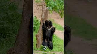 Sloth Bear gently caresses his rough unruly hair wildlife nature bear [upl. by Nerak]