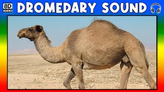 🐪 DROMEDARY SOUND  DROMEDARY SOUND EFFECT  SOUND OF DROMEDARY  NOISE OF DROMEDARY [upl. by Malik]