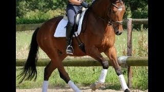 wwwsporthorsesonlinecom 2009 Hanoverian gelding 161 hh price range I [upl. by Eibo823]