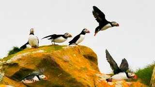 Witless Bay Ecological Reserve Newfoundlandseabird paradise [upl. by Flori424]