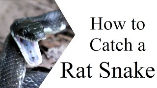 How to Catch a Rat Snake [upl. by Eldreda]