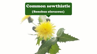 Courage overcoming adversityCommon sowthistle [upl. by Saundra454]