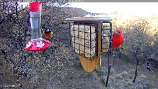 Male Summer Tanager And Blackheaded Grosbeak Share West Texas Feeders – April 20 2021 [upl. by Retluoc]