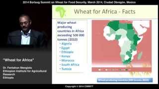 Wheat for Africa by Fentahun Mengistu Ethiopia [upl. by Portuna]