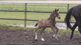 wwwreitschulesandbrinkde For Compliment  De Niro Fohlen foal colt Dressage [upl. by Gabbi801]