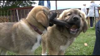 Von Wölfen und Lämmern  das Herdenschutzhundzentrum Reetzerhütten [upl. by Attevaj214]