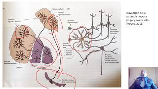 Ganglios basales  Parte 35 Estructura y funciones GB [upl. by Ahsekahs]