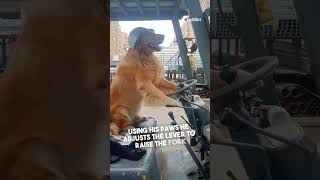 This Golden Retriever Forklift Operator Rivals Any Human [upl. by Jillie]