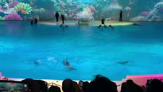 Dolphin show in Kolmården zoo Sweden [upl. by Enyehc]