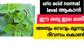 uric acid എങ്ങനെ പൂർണമായും മാറ്റം  Home Remedy treatment for uric acid  uses of panikoorkka leaves [upl. by Anelec786]