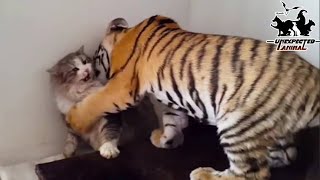 Mother Cat Adopted A Tiger CubYears Later This Happened… [upl. by Ynoyrb]