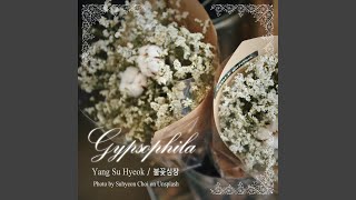 Gypsophila 안개꽃 [upl. by Yenttirb]