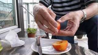 How to eat a Nectarine [upl. by Eidoc]