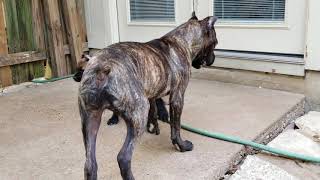 What to expect with a cane corso puppy [upl. by Jotham]