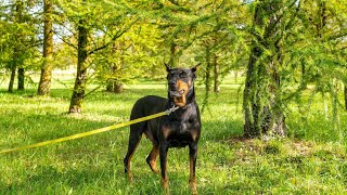 Teaching a Doberman Pinscher Not to Bite [upl. by Ojeitak]