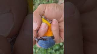 Captura de 7 color con el cabecita negra un hermoso pintonpajaros trampas aves birdslover [upl. by Ade725]