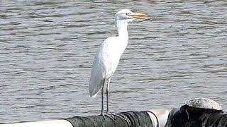 20240908  關渡自然公園  黃頭鷺 Bubulcus coromandus 我也好熱 [upl. by Zitella89]